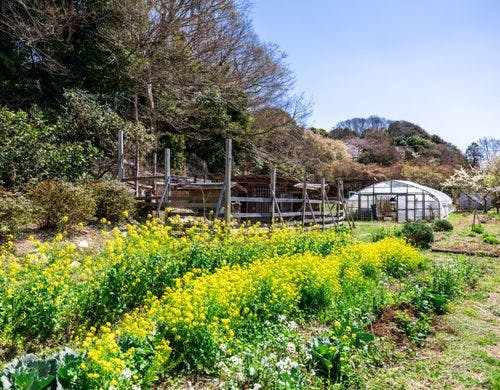 自家菜園イメージ