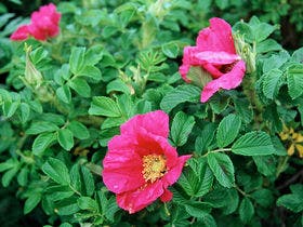 ＡＮＡクラウンプラザホテル稚内（旧・稚内全日空ホテル）