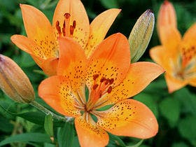 サフィールホテル稚内 3枚目