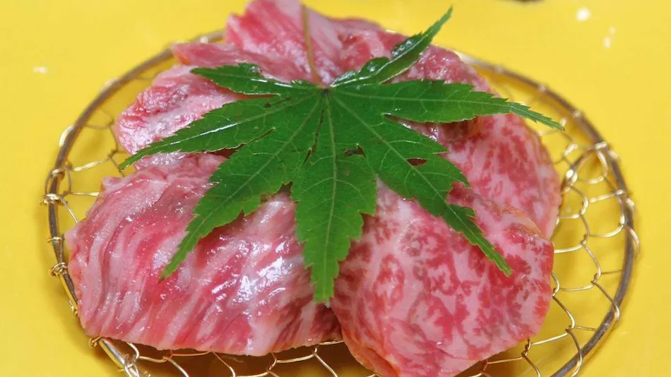 Fujiya