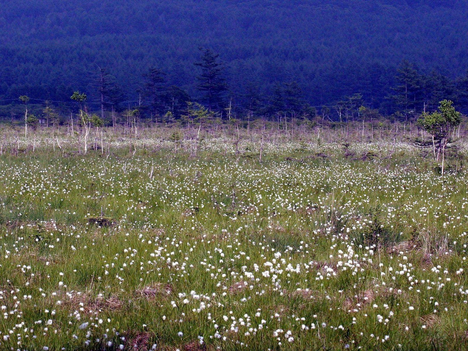 센조가하라의 풍경 (6월 중순경)
