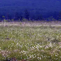 센조가하라의 풍경 (6월 중순경)