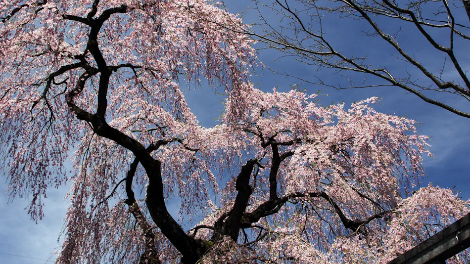 Nikko Senhime Monogatari