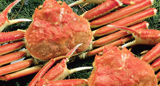 【冬】新鮮な地魚、タグ付きかにも味わえる【地蟹付き懐石プラン】