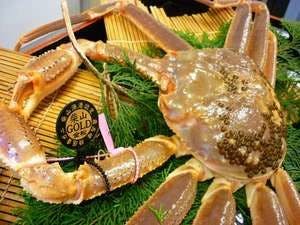 【冬】最高級幻の活蟹＜1.4kg以上の柴山ゴールド蟹をひとり1杯使用＞調理方法はお好みで
