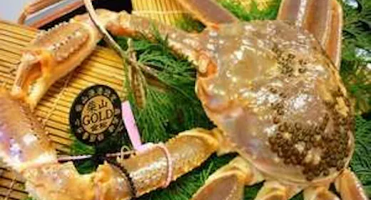 【冬】最高級幻の活蟹<1.4kg以上の柴山ゴールド蟹をひとり1杯使用>調理方法はお好みで