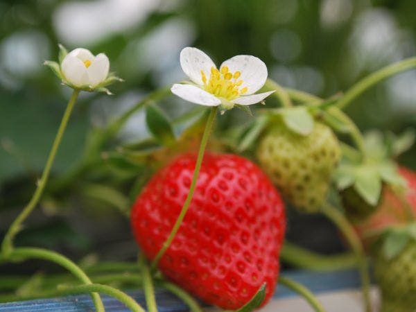【봄】주변 과수원에서는 6월경부터 딸기의 제철이 시작됩니다.
