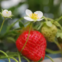 【봄】주변 과수원에서는 6월경부터 딸기의 제철이 시작됩니다.