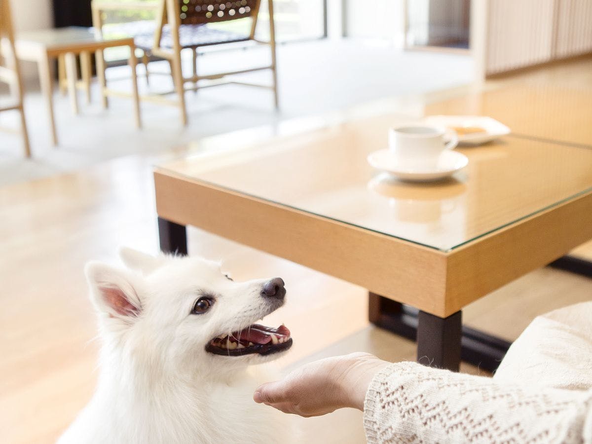 ザ レイクビューTOYA 乃の風リゾート - 【ワンちゃんルーム