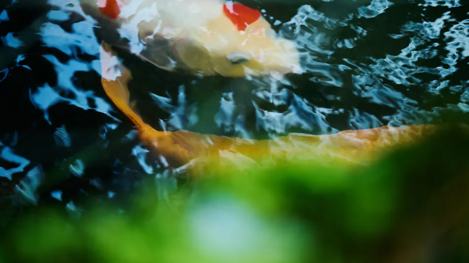 Kinosaki Onsen Registered Tangible Cultural Property Inn Mikuniya