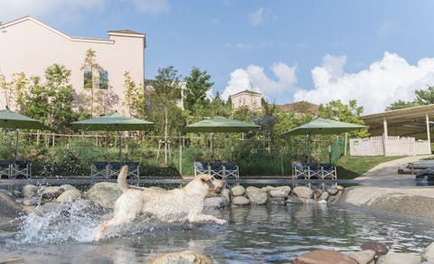 22年最新 千葉周辺でペットと泊まれる宿ランキング 一休 Com 22年最新 千葉周辺でペットと泊まれる宿ランキング 一休 Com