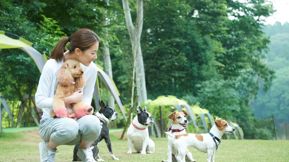 Koyaru no Sato Doggies Island