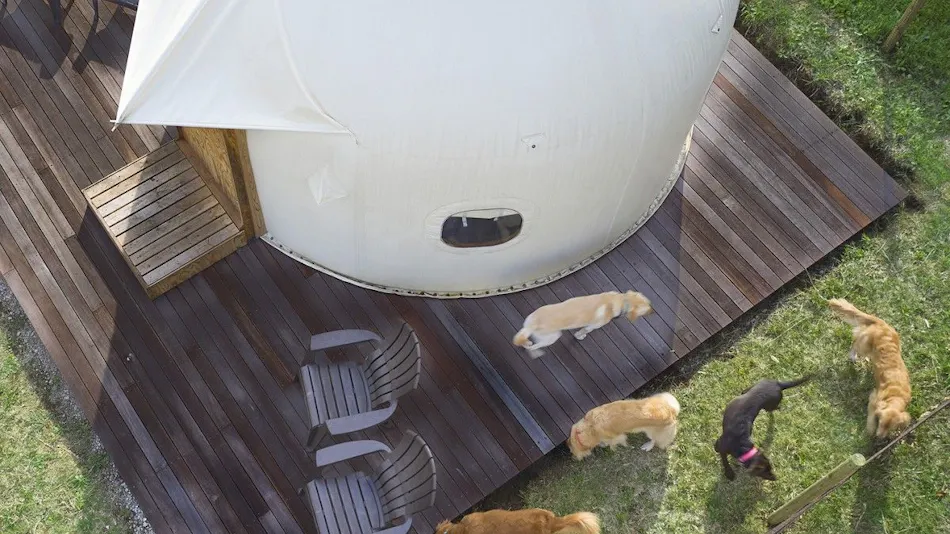 Koyaru no Sato Doggies Island