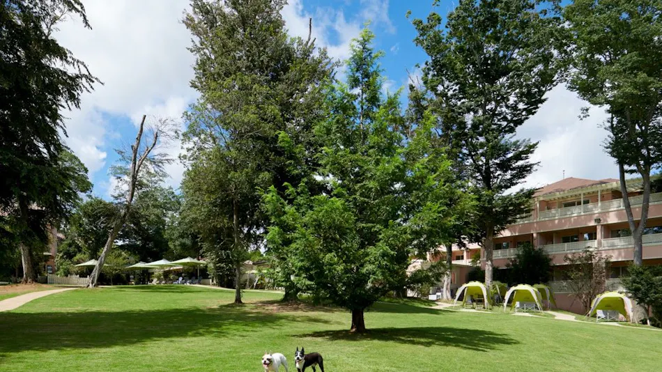 Koyaru no Sato Doggies Island