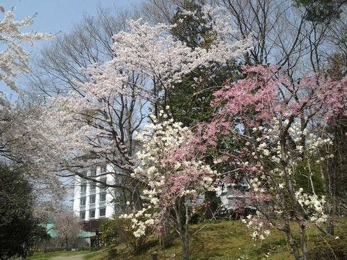 春のお花がお出迎え。