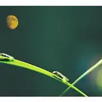 ホタル観賞へご案内いたします。