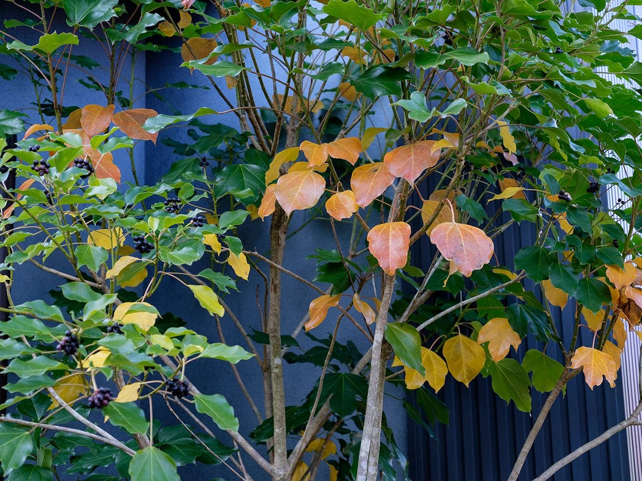 風のテラス　古天神