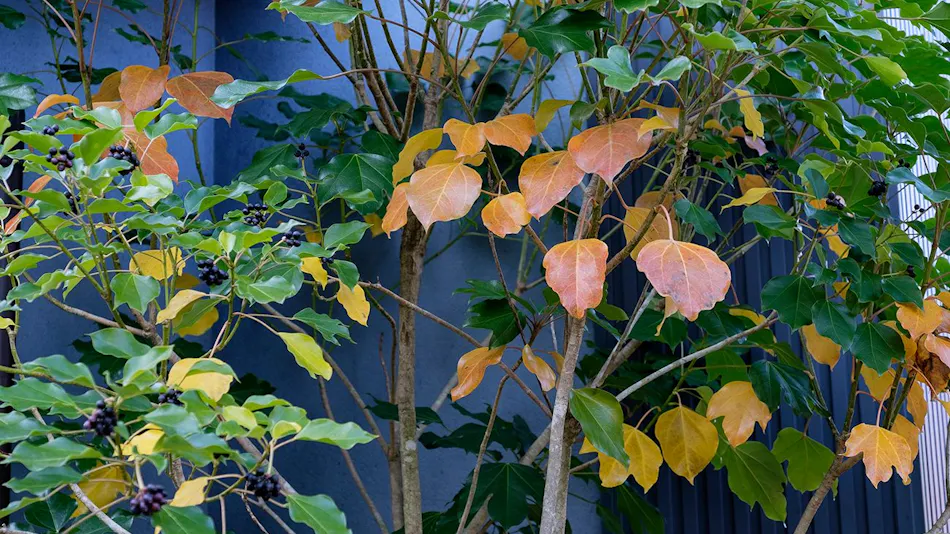 Kaze no Terrace Kotenjin