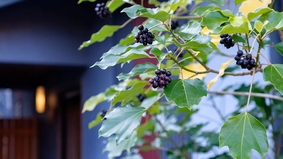 Kaze no Terrace Kotenjin