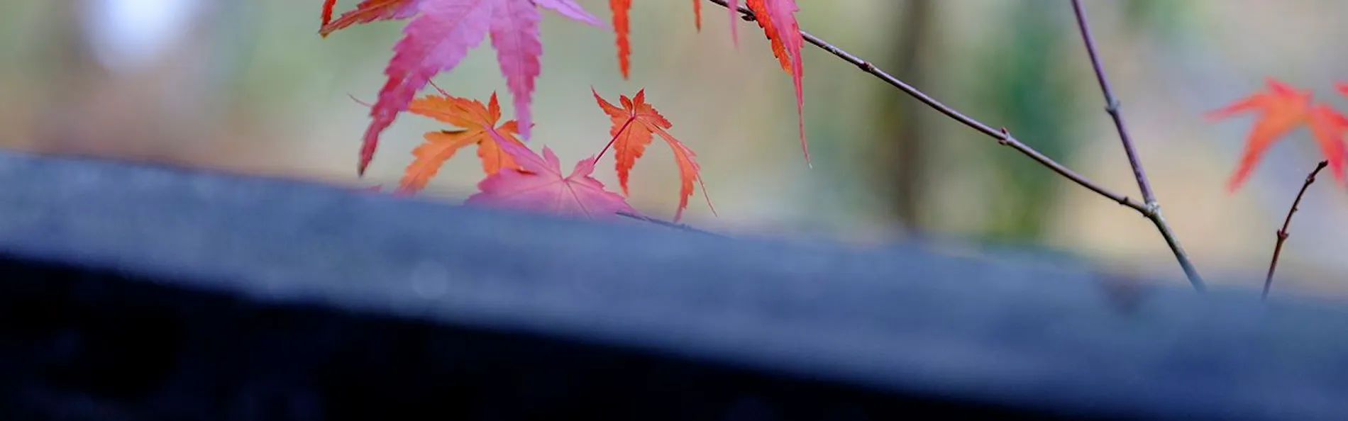 風のテラス 古天神