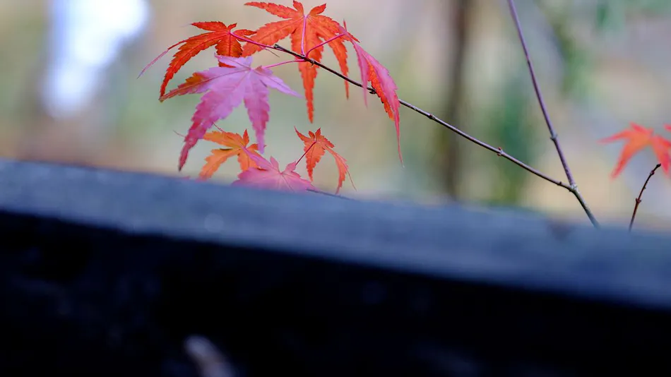 Kaze no Terrace Kotenjin