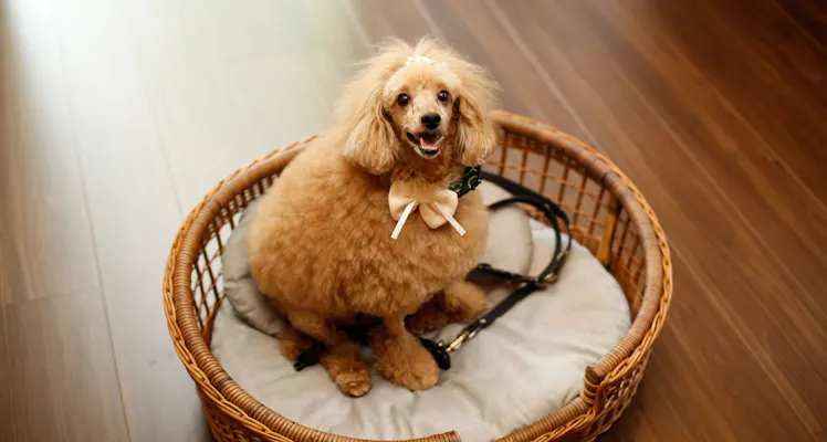 四国 ペットと泊まれる宿 宿泊予約は 一休 Com 四国 ペットと泊まれる宿 宿泊予約は 一休 Com