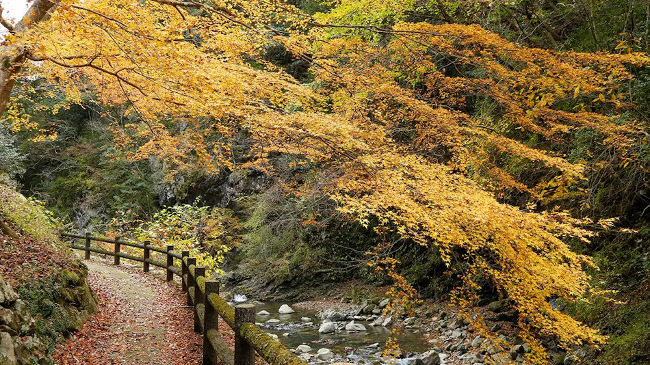 Asan Kotonami