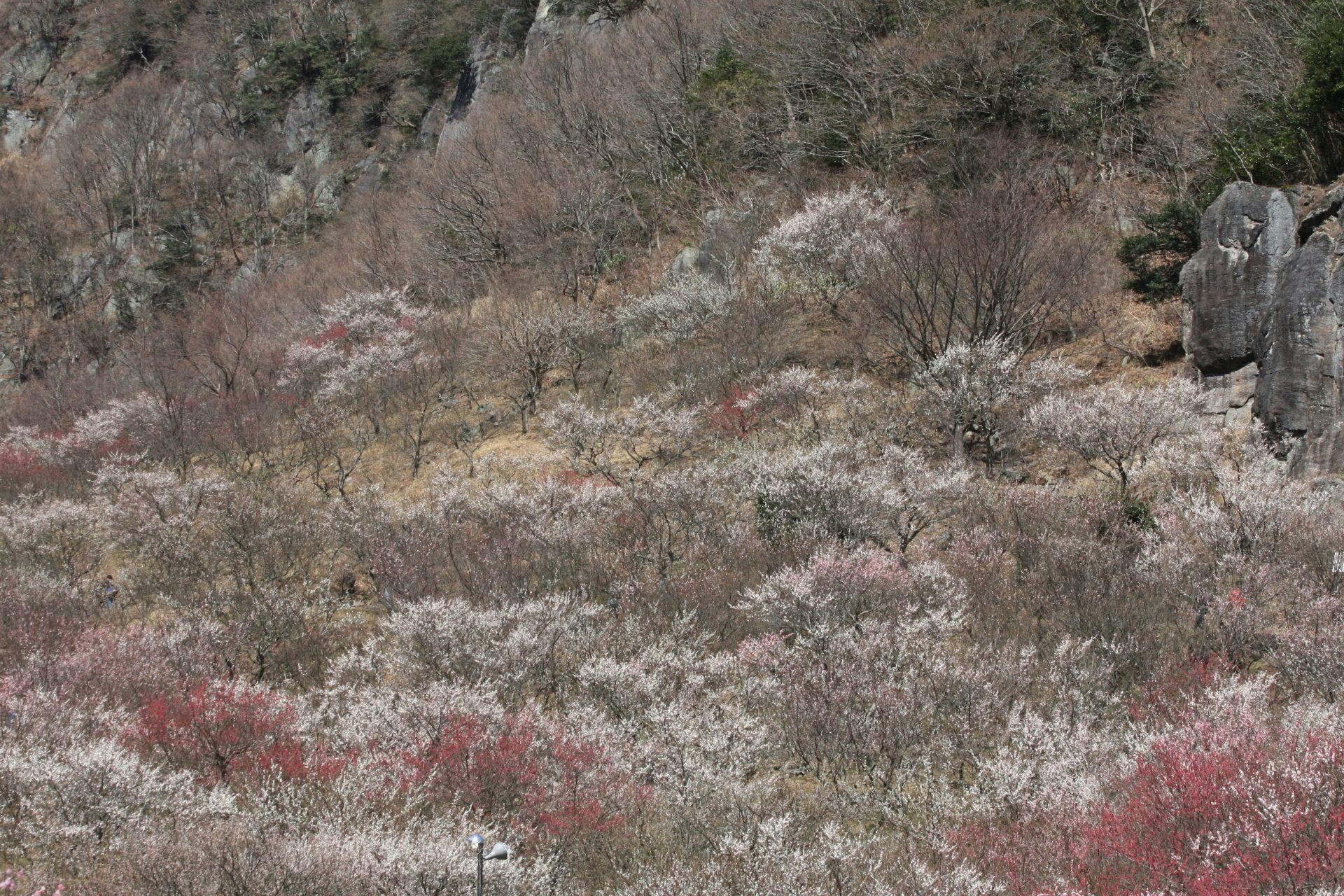 สวนบ๊วยยูงาวาระบานสะพรั่งด้วยต้นบ๊วย 4,000 ต้น