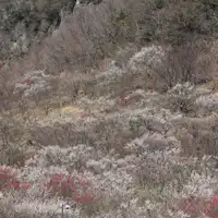 สวนบ๊วยยูงาวาระบานสะพรั่งด้วยต้นบ๊วย 4,000 ต้น