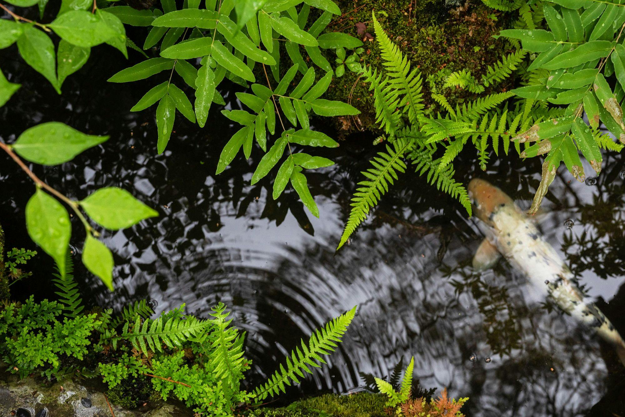 南禅寺参道　菊水