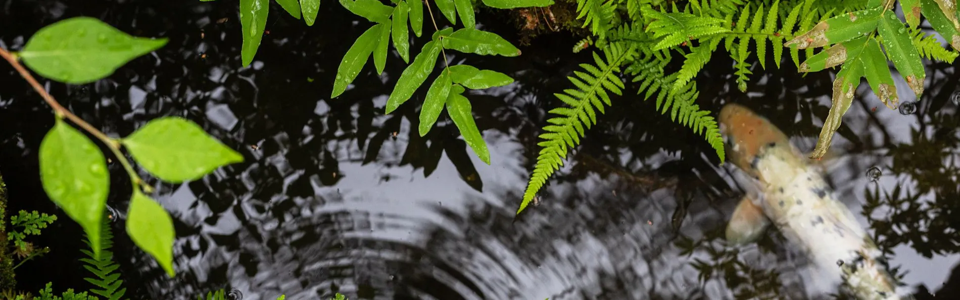 南禅寺参道 菊水