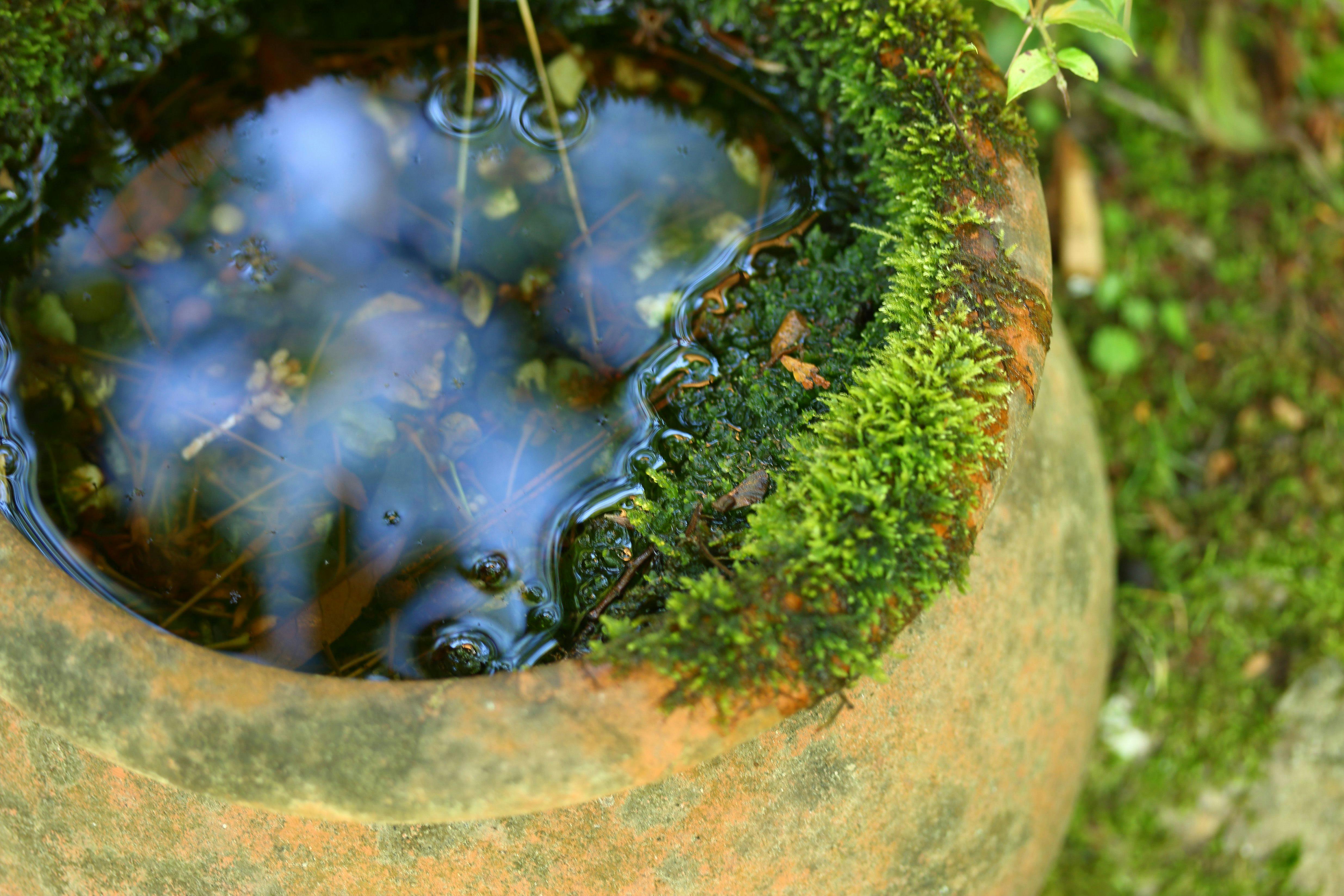 南禅寺参道　菊水