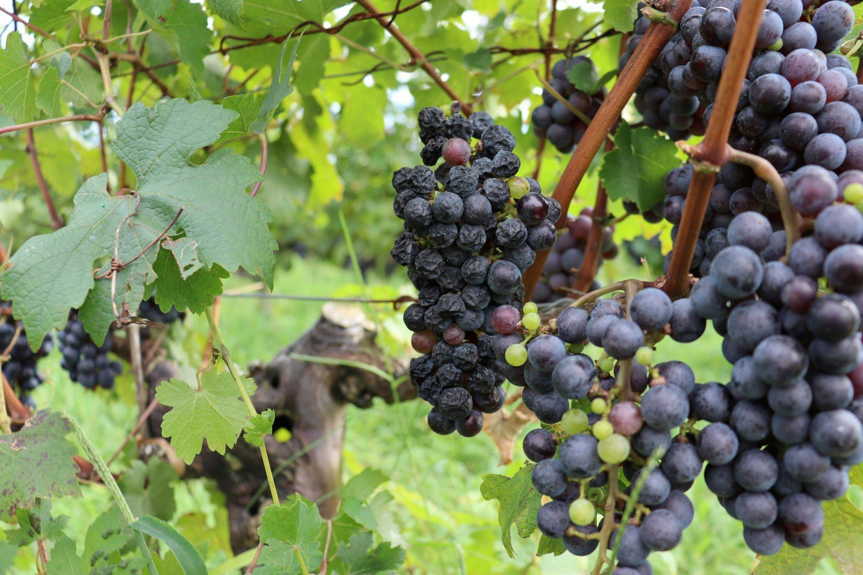 WineryStay トラヴィーニュ byカーブドッチ