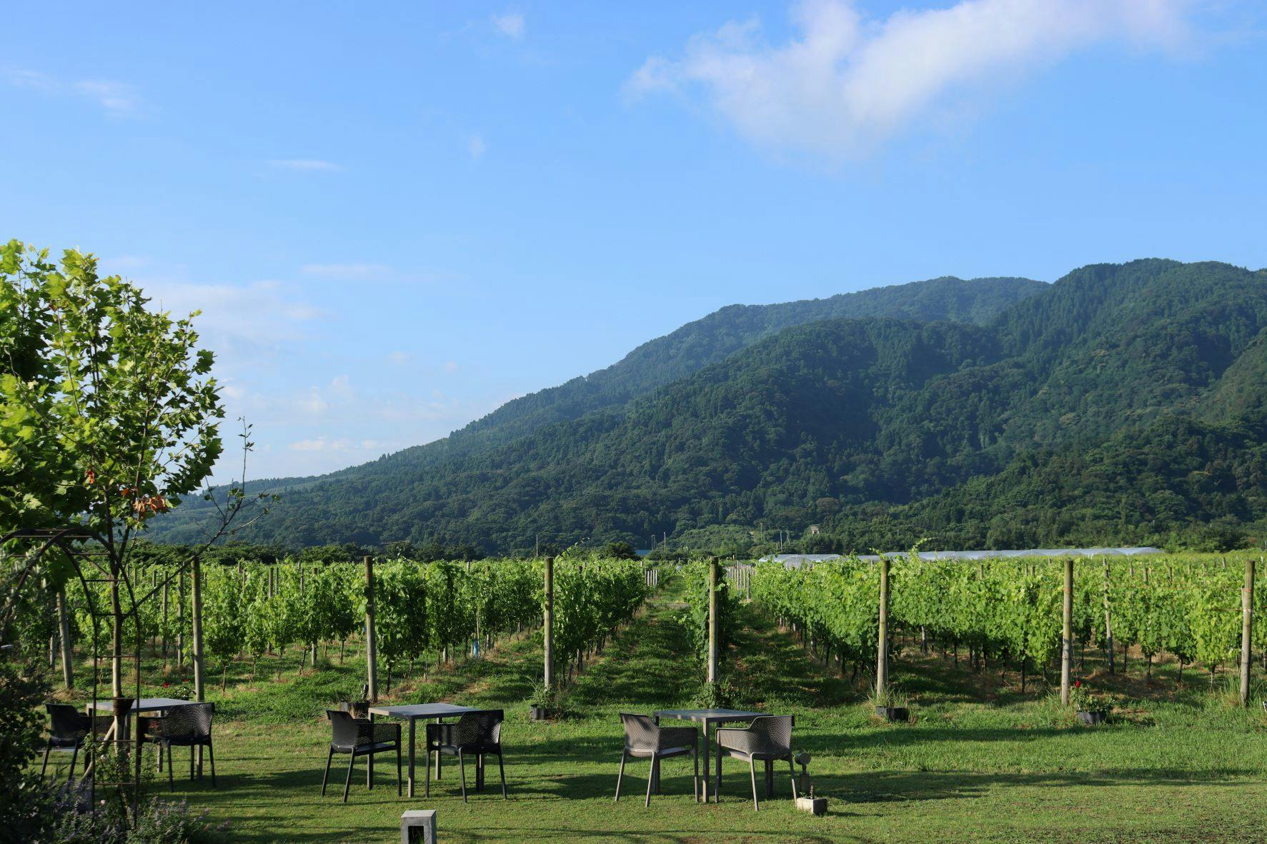WineryStay トラヴィーニュ byカーブドッチ