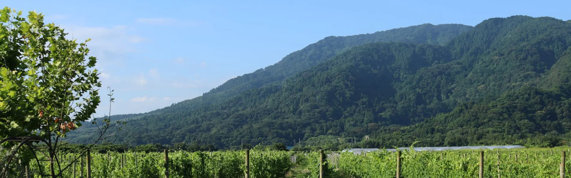WineryStay トラヴィーニュ byカーブドッチ