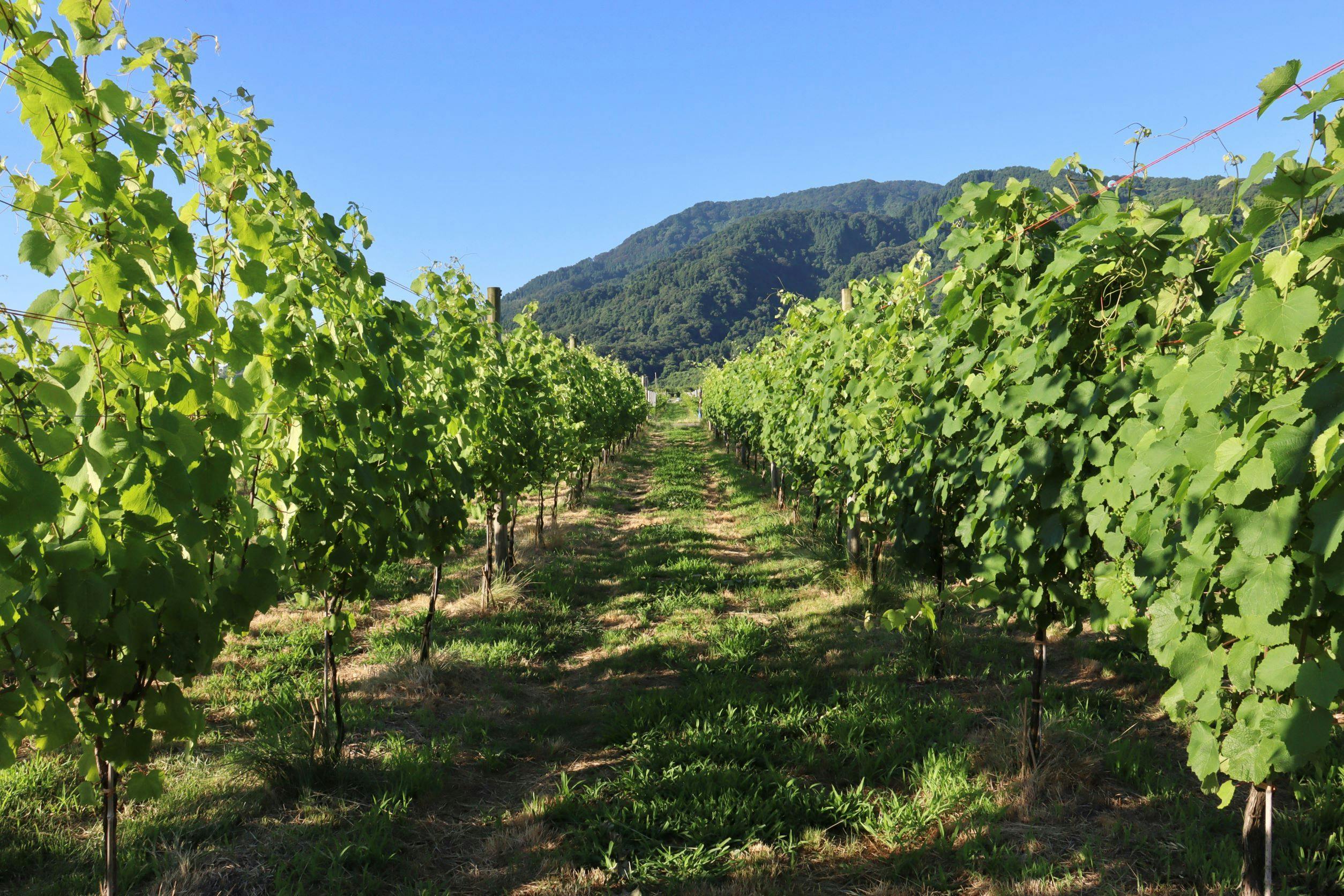WineryStay トラヴィーニュ byカーブドッチ