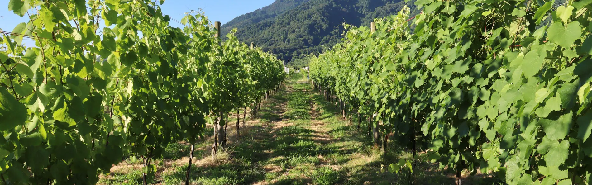 WineryStay トラヴィーニュ byカーブドッチ