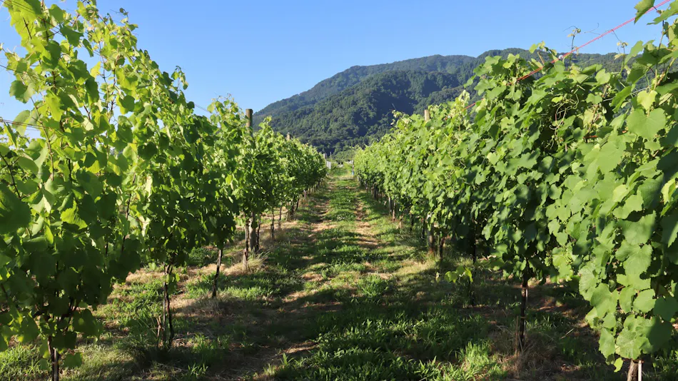 Winerystay TRAVIGNE