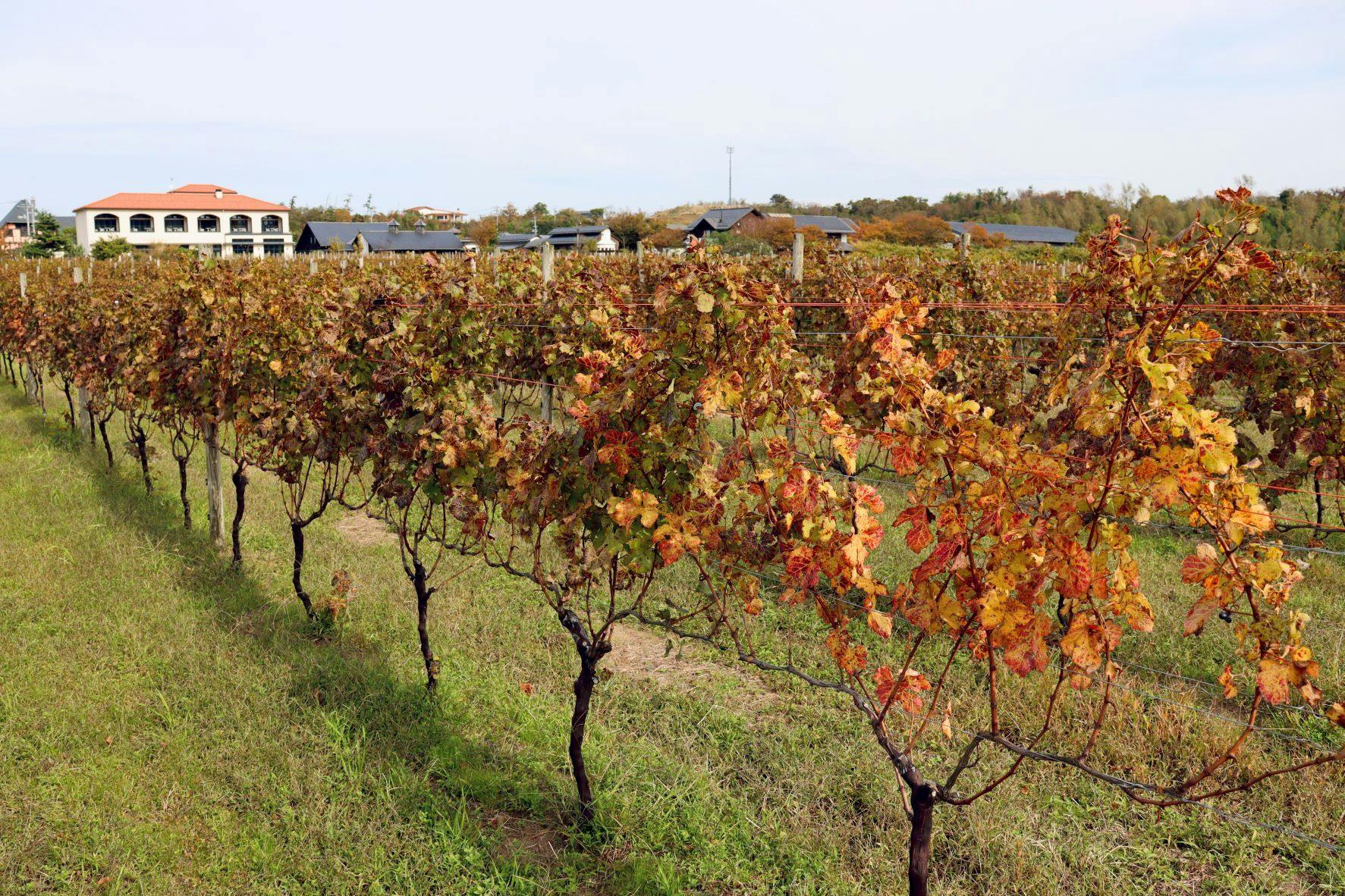WineryStay トラヴィーニュ byカーブドッチ