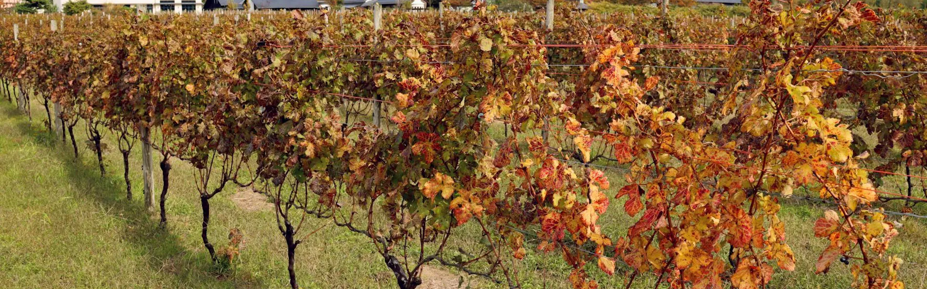 WineryStay トラヴィーニュ byカーブドッチ