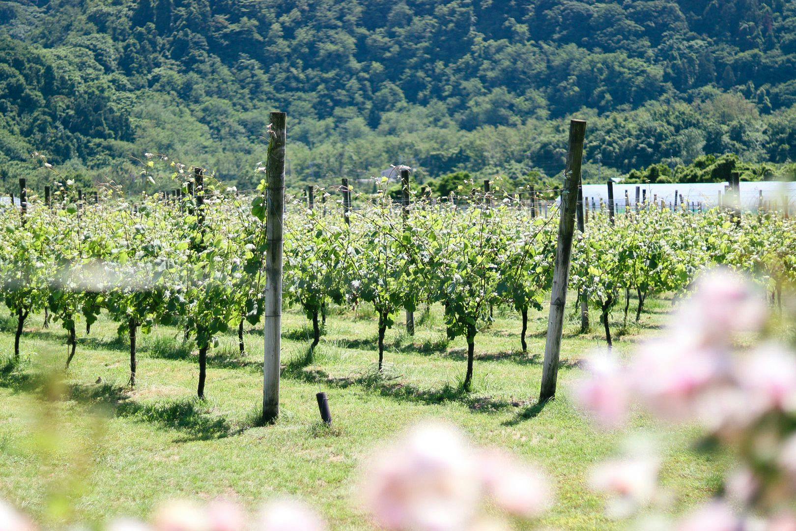 WineryStay トラヴィーニュ byカーブドッチ