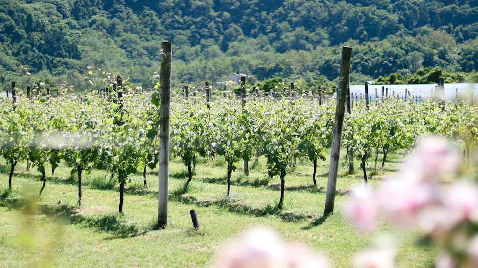 Winerystay TRAVIGNE