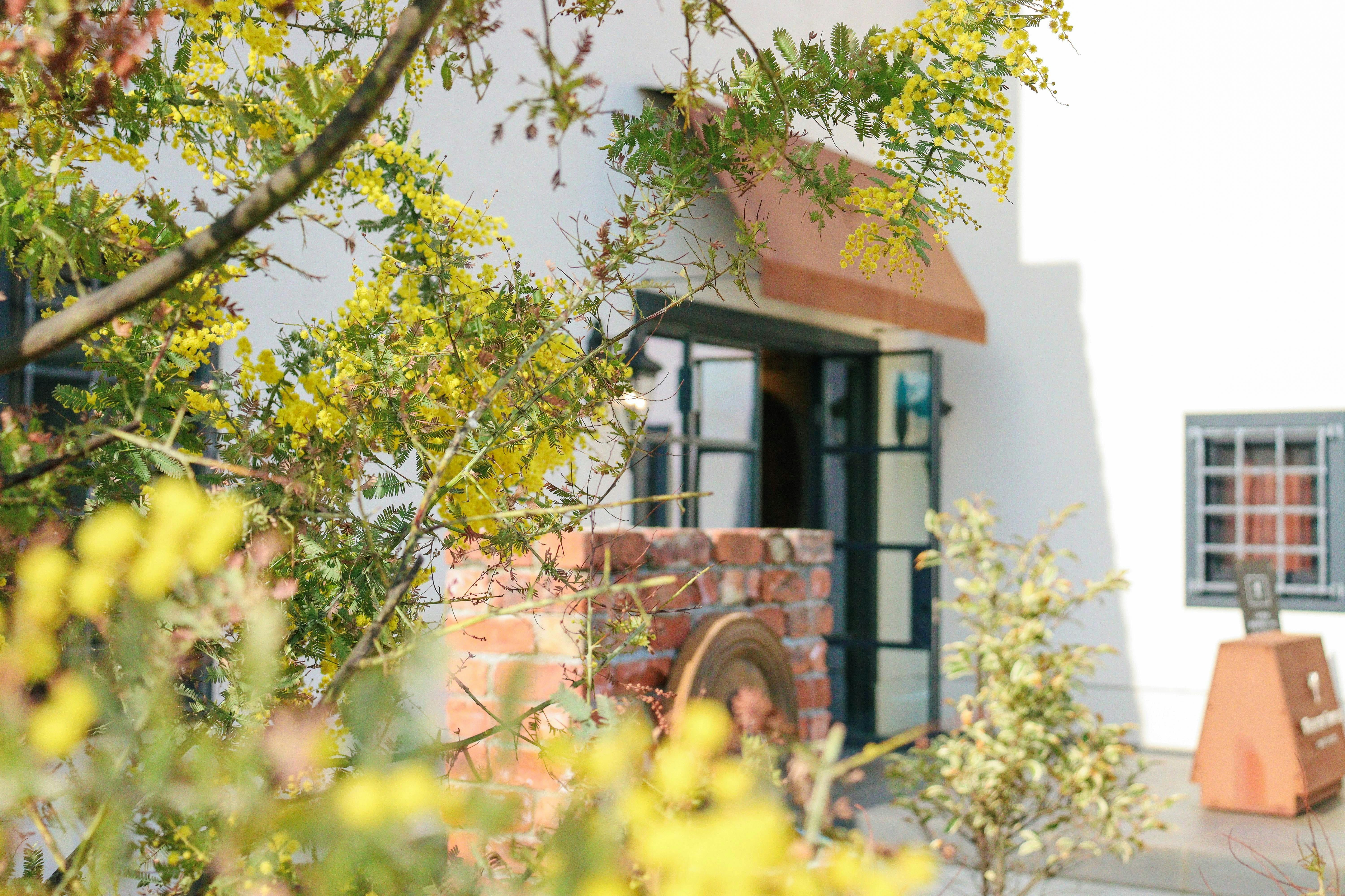 春のウェルカムドリンクはミモザをイメージ