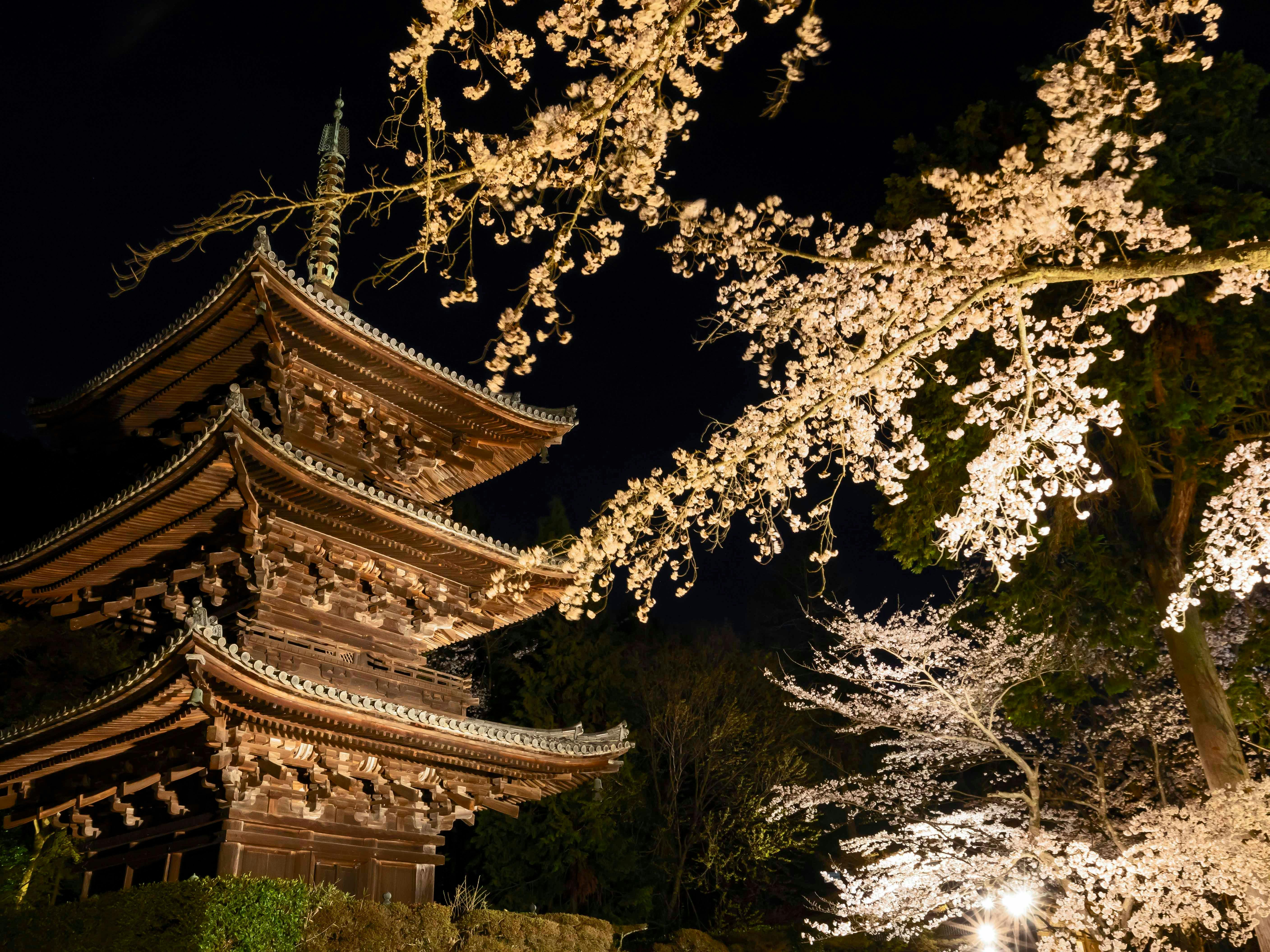 三重塔：春のライトアップ