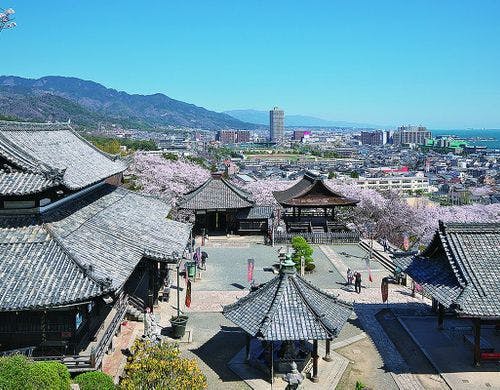 三井寺の桜