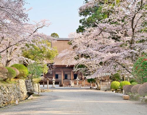 三井寺の桜