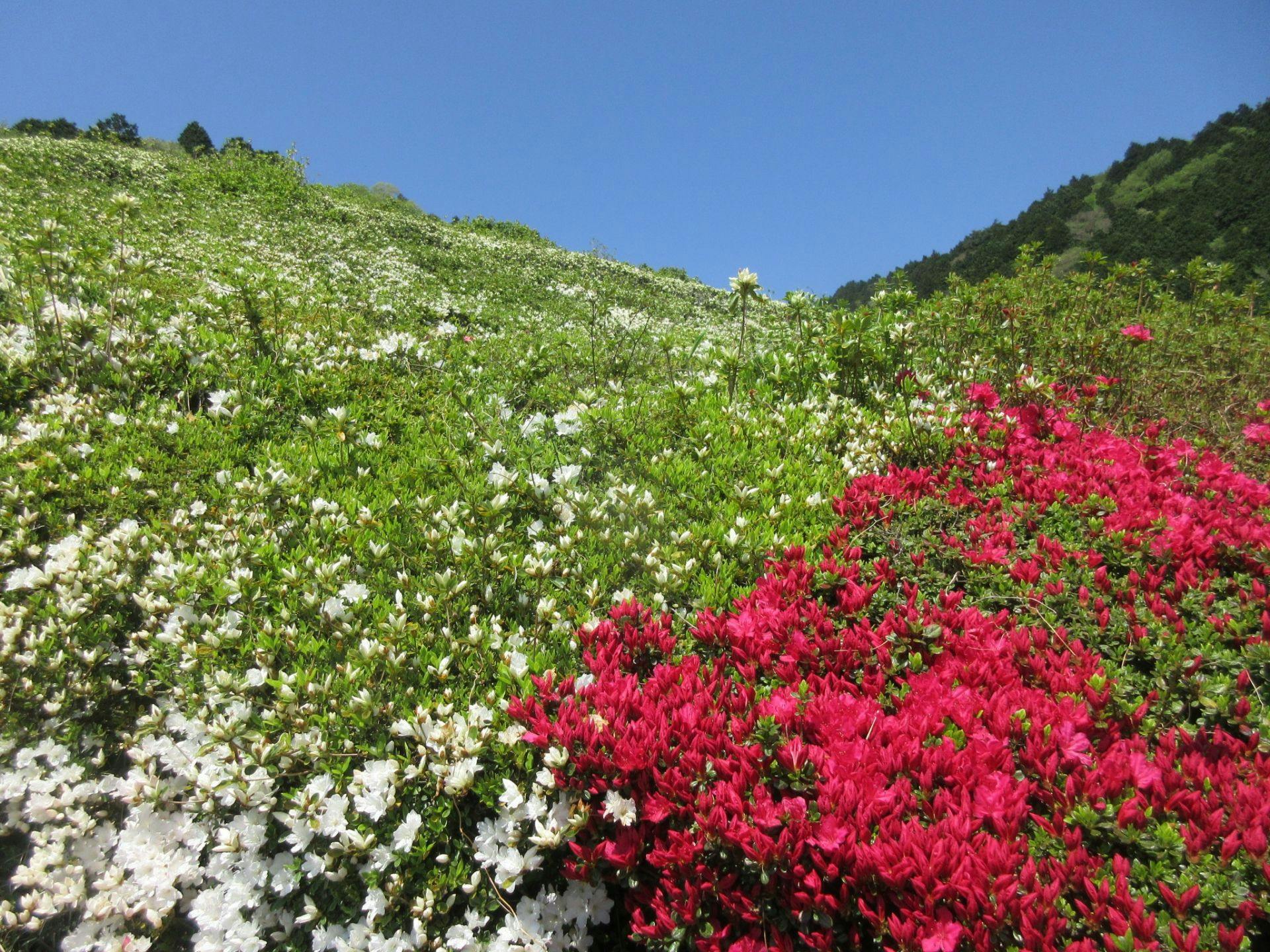 Musim bunga azalea mekar adalah sekitar bulan April.