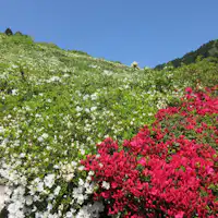 Musim bunga azalea mekar adalah sekitar bulan April.