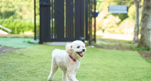 〇【ドッグフレンドリー】愛犬と大切な思い出を 海と自然のオアシス<夕朝食付・オールインクルーシブ>