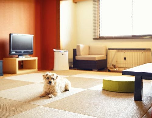 ドッグフレンドリールーム(和室)